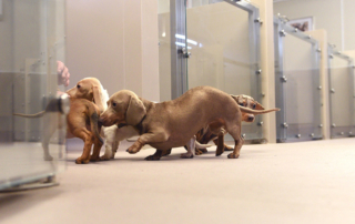 PVC flooring veterinary center resistant to nails and animal urine - Main Anhydrous