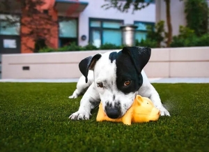 artificial-grass-mascot-supratrail-deco