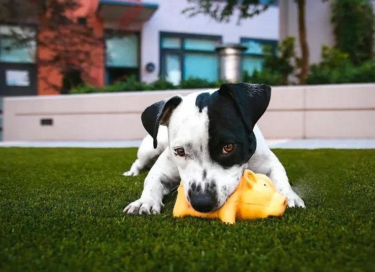 Artificial grass for home gardens artificial-grass-mascot-supratrail-deco