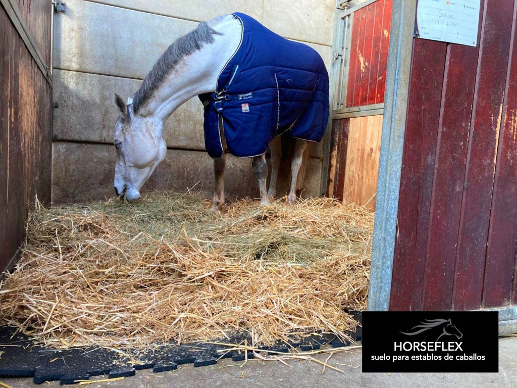 horse-in-its-box-with-horseflex-rubber-tile Horseflex tiles for horse stables
